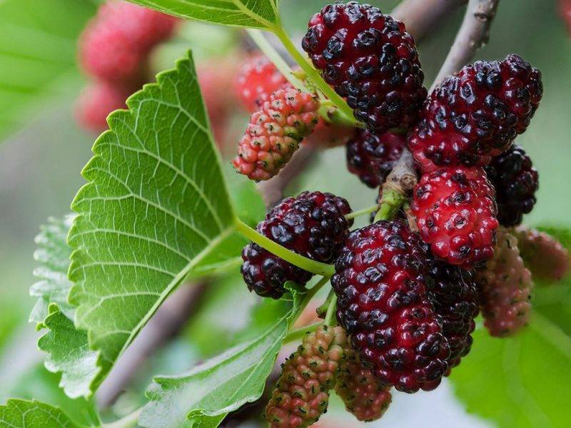 Шелковица купить саженцы из питомнике в Белгороде