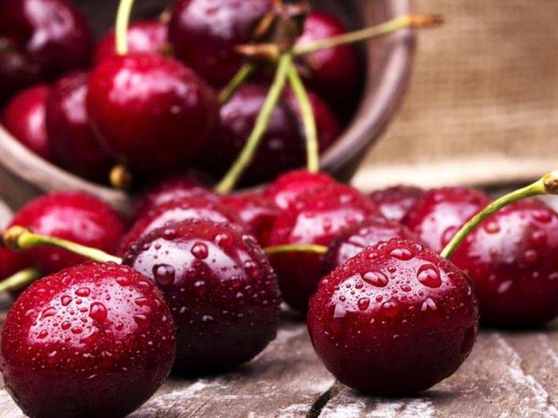 Вишня купить саженцы из питомника в Белгороде