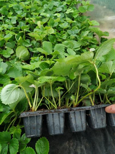 Клубника "МУРАНО" ремонтантная (7шт.)