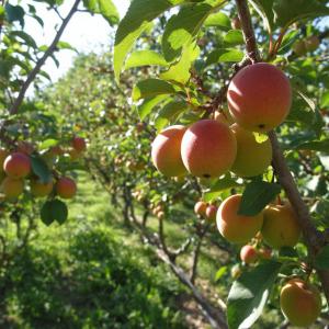 Абрикос Жердела