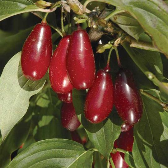 Кизил "ПИОНЕР"